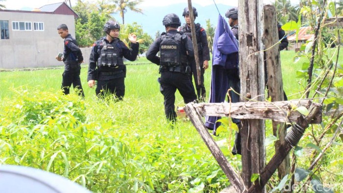 Tim Jibom Gegana Polda Sumbar membawa granat yang ditemukan warga ke tengah sawah untuk diledakkan. (M Afdal Afrianto/detikSumut)