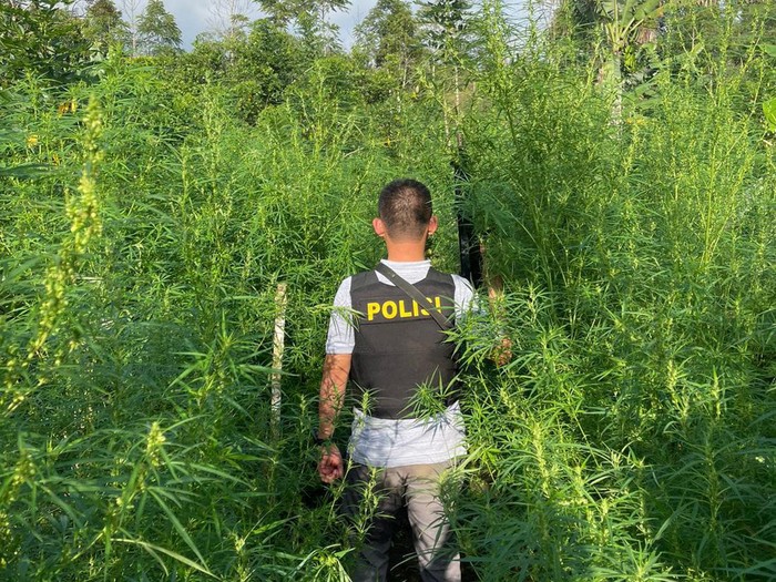 1,5 hektare ladang ganja ditemukan polisi di Rejang Lebong, Bengkulu. (Dok Dirresnarkoba Polda Bengkulu)