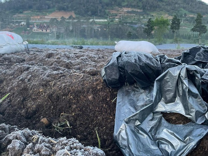 Embun es di kebun kentang Dieng, Banjarnegara, Senin (17/7/2023) pagi.
