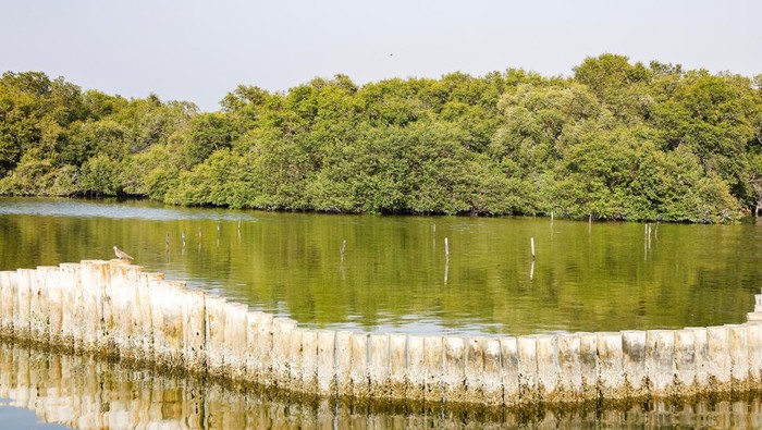 Peringatan Hari Mangrove Sedunia juga dikenal sebagai International Day for the Conservation of the Mangrove Ecosystem. Simak serba-serbi Hari Mangrove Sedunia!