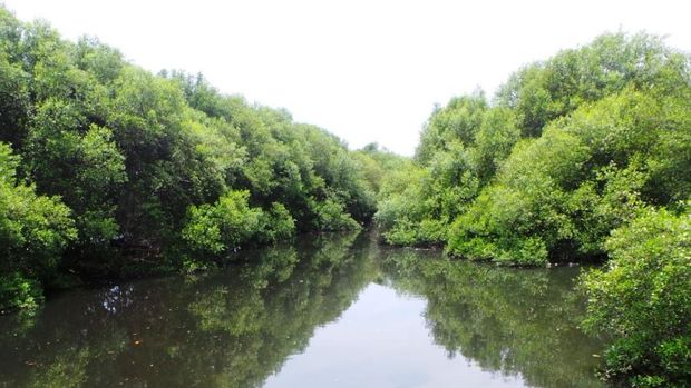 Peringatan Hari Mangrove Sedunia juga dikenal sebagai International Day for the Conservation of the Mangrove Ecosystem. Simak serba-serbi Hari Mangrove Sedunia!