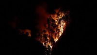 Sebanyak 4.000 orang dievakuasi saat kebakaran hutan terjadi di Pulau La Palma, Spanyol. 