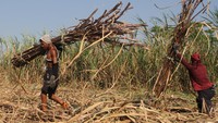 Buruh tebang memanen tebu di Beran, Ngawi, Jawa Timur, Senin (18/7/2023).