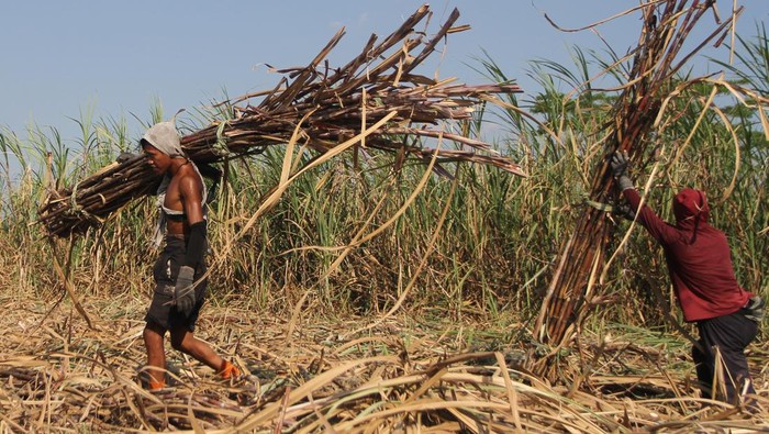 Produksi tebu Jatim tertinggi nasional Buruh tebang memanen tebu di Beran, Ngawi, Jawa Timur, Senin (18/7/2023). Kementerian Pertanian mencatat produksi tebu di Jawa Timur tertinggi nasional yang mencapai 17.362.620 ton pada tahun 2022, produksi gula sebanyak 1.192.034 ton atau 49,55 persen dari produksi gula di Indonesia, sementara produktivitas lahan tebu petani tercatat mencapai 5,46 ton per hektar. ANTARA FOTO/Ari Bowo Sucipto/rwa.