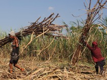 Harga Gula Terjun Bebas, 100 Ribu Ton Tak Laku