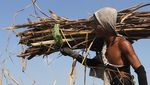 Produksi Tebu Tertinggi di Indonesia Ada di Jatim Lho