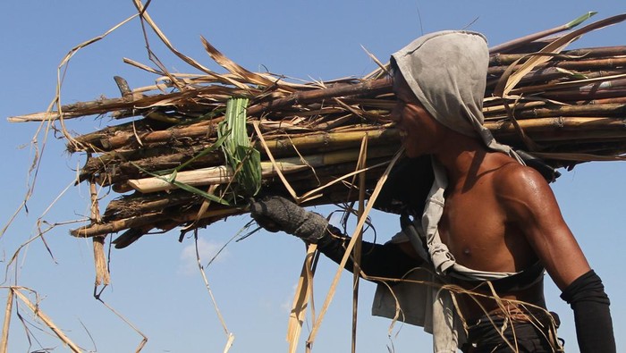 Produksi tebu Jatim tertinggi nasional Buruh tebang memanen tebu di Beran, Ngawi, Jawa Timur, Senin (18/7/2023). Kementerian Pertanian mencatat produksi tebu di Jawa Timur tertinggi nasional yang mencapai 17.362.620 ton pada tahun 2022, produksi gula sebanyak 1.192.034 ton atau 49,55 persen dari produksi gula di Indonesia, sementara produktivitas lahan tebu petani tercatat mencapai 5,46 ton per hektar. ANTARA FOTO/Ari Bowo Sucipto/rwa.