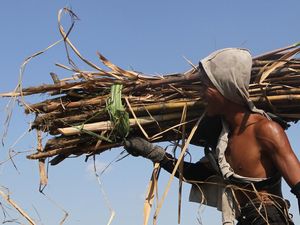 Petani Tebu Sumringah Harga Gula Naik