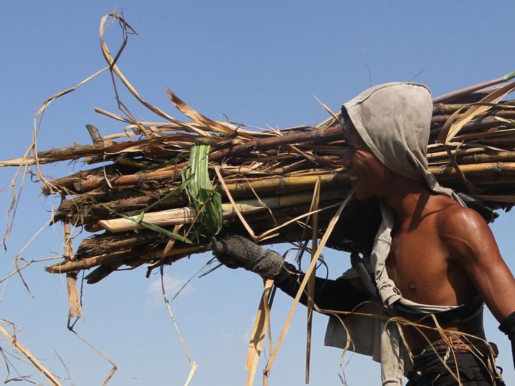 Produksi Tebu Tertinggi di Indonesia Ada di Jatim Lho