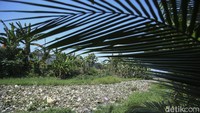Sementara sampah yang menutupi aliran kali ini mencapai 1 km.  