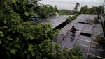 Sedih! PLTS di Ternate Rusak, Solar Panel Dimakan Ranting Pohon