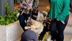 10 Potret Pernikahan Anjing Viral dengan Adat Jawa, Habiskan Biaya Ratusan Juta