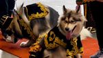 10 Potret Pernikahan Anjing Viral dengan Adat Jawa, Habiskan Biaya Ratusan Juta