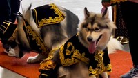 Anjing yang dinikahkan itu bernama Jojo dan Luna. (Foto: Dok. Instagram @braveryindonesia.)