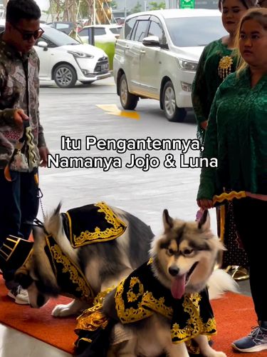 Sepasang anjing viral di media sosial karena baru saja menggelar acara pernikahan mewah mendadak jado sorotan.