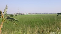 Siapa yang sangka di tengah padatnya Ibu Kota Jakarta, masih ada hamparan sawah yang masih digunakan untuk bertani. Hamparan sawah ini terletak di dekat ujung utara Banjir Kanal Timur (BKT). Foto: Ignacio Geordy Oswaldo