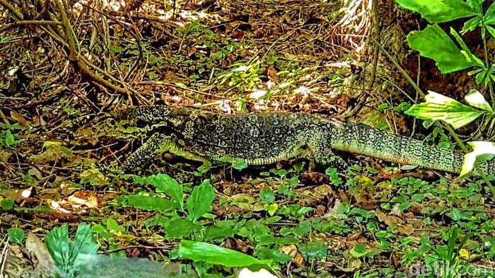 Biawak Jumbo di kawasan Jojongor Ujunggenteng Sukabumi