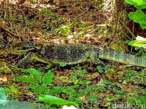 Penampakan Biawak Jumbo Penghuni Ujunggenteng Sukabumi