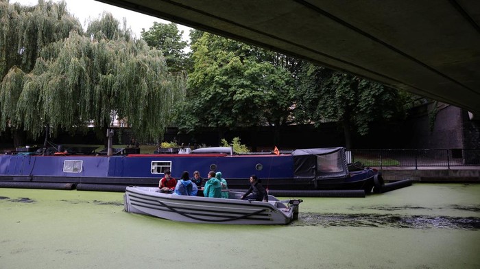 Cygnets eat duckweed on the surface of a canal at Paddington Central, as the recent warm weather has caused the floating weed to proliferate, starving the water of oxygen much needed by aquatic wildlife, and posing a risk to animals that might mistake it for grass, in London, Britain, July 14, 2023. REUTERS/Hollie Adams