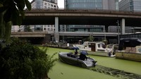Saat ini, permukaan kanal di Paddington Central diselimuti gulma jenis duckweed.   