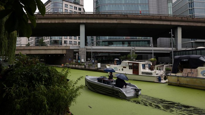 Cygnets eat duckweed on the surface of a canal at Paddington Central, as the recent warm weather has caused the floating weed to proliferate, starving the water of oxygen much needed by aquatic wildlife, and posing a risk to animals that might mistake it for grass, in London, Britain, July 14, 2023. REUTERS/Hollie Adams