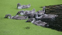 Invasi duckweed ini membuatnya bisa dengan cepat menutupi air dan membuat ikan-ikan kelaparan dan kekurangan oksigen.  