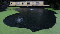 Duckweed sendiri sebenarnya hanya tanaman kecil dengan daun bulat yang mengapung. Ia bisa tumbuh dan berkembang biak dengan sangat cepat akibat faktor panas.   