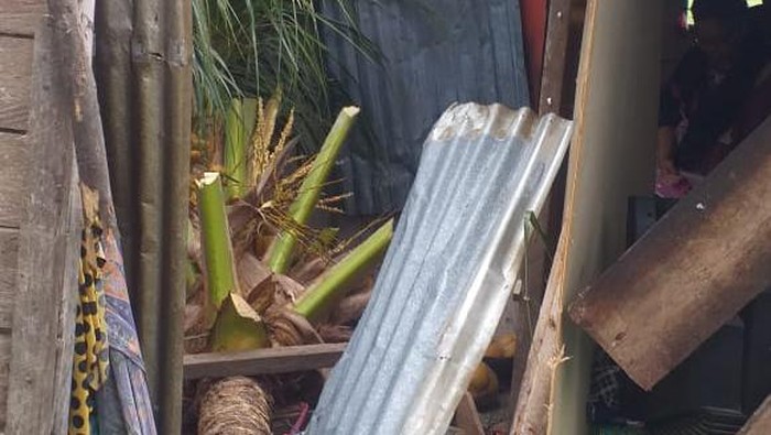 Pohon Kelapa Tumbang Timpa Rumah di Gorontalo, Bayi 2 Bulan Tewas-Ibu Luka