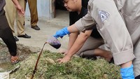 Mahasiswa IPB juga mempraktekkan cara mengawetkan pakan ternak. 