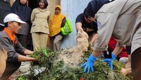 Bahan pakan ternak menggunakan rumput odot, kaliandra, tebon jagung, pollard, molases, dan EM4.  