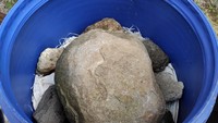 Proses pengawetannya dengan cara disimpan di dalam drum. 