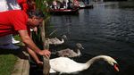 Melihat Sensus Angsa di Sungai Thames