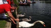 Mereka menyusuri sungai Thames di London, menangkapi angsa-angsa, menandai mereka, lalu melepaskannya lagi ke alam liar.  
