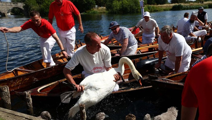 Swan uppers encircle a family of cygnets and a swan for examination during the annual census of the swan population along sections of the River Thames, Shepperton near Windsor, Britain, July 17, 2023. REUTERS/Toby Melville