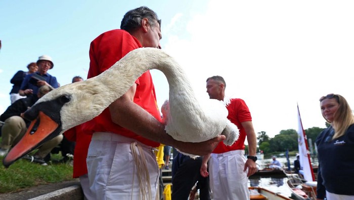 Melihat Sensus Angsa di Sungai Thames Swan uppers encircle a family of cygnets and a swan for examination during the annual census of the swan population along sections of the River Thames, Shepperton near Windsor, Britain, July 17, 2023. REUTERS/Toby Melville