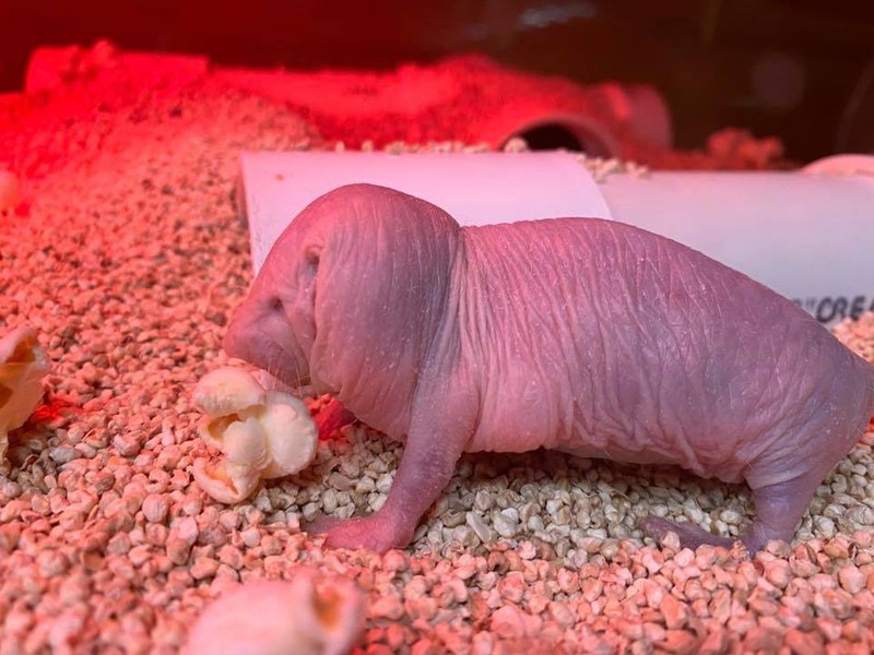 Naked Mole-Rat salah satu hewan yang dianggap sebagai binatang terjelek di dunia