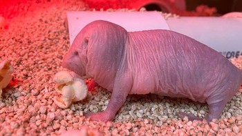 Naked Mole Rat hidup berkoloni di bawah tanah. Penampilannya unik dengan warna merah jambu, keriput, dan tidak berbulu. Foto: Dok. Saint Louis Zoo
