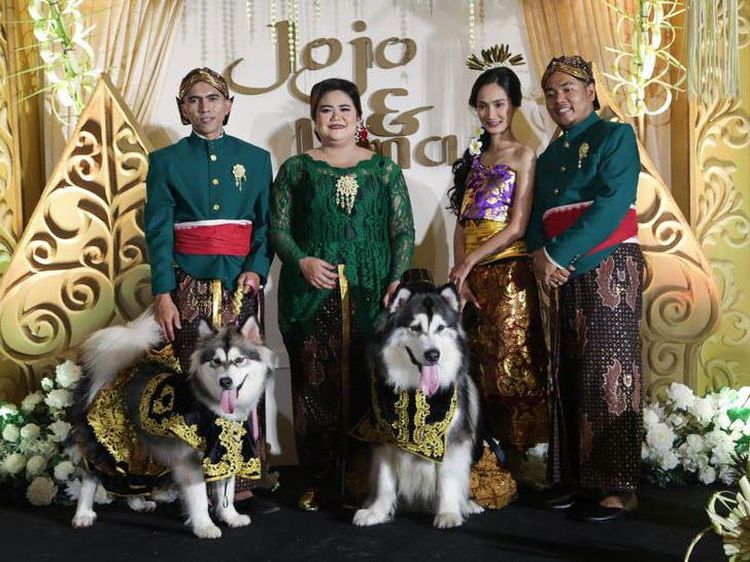 10 Potret Pernikahan Anjing Viral dengan Adat Jawa, Habiskan Biaya Ratusan Juta
