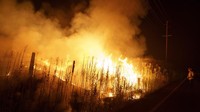 Ratusan petugas pemadam kebakaran dikerahkan, bersama dengan helikopter pemadam kebakaran dan pesawat terbang. Penyebab ketiga kebakaran tersebut sedang diselidiki, kata Cal Fire.