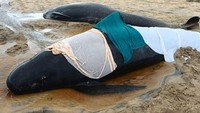 Lebih dari 50 paus ditemukan mati di pinggir pantai tersebut.
