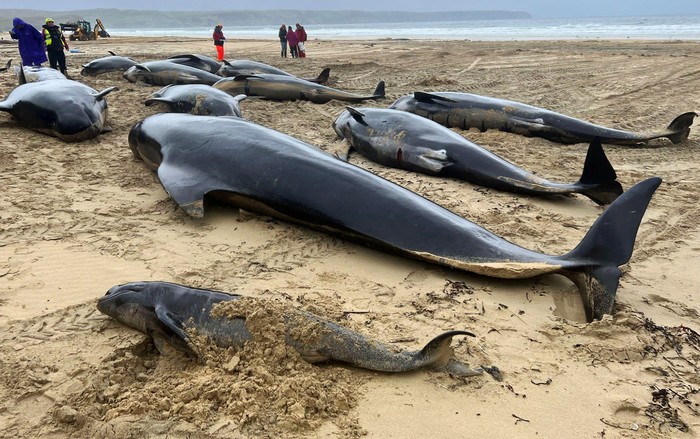 Puluhan paus mati setelah terdampar di North Tolsta, Isle of Lewis, Inggris, Minggu (16/7/2023) lalu.