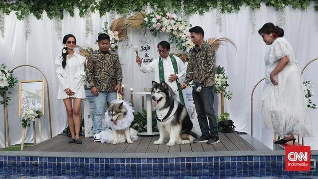 Pasangan anjing berjenis husky itu melangsungkan pernikahan di dog park kawasan Pantai Indah Kapuk Jakarta Utara, Jumat (14/7/2023) mulai pukul 16.00 hingga 21.00 WIB. Kedua anjing ini dinikahkan oleh pemiliknya Valentina Chandra (pemilik Jojo) dan Indira Ratnasari (pemilik Luna) seperti acara pernikahan manusia pada umumnya. Foto: Copyright Foto: (CNN Indonesia/Safir Makki).