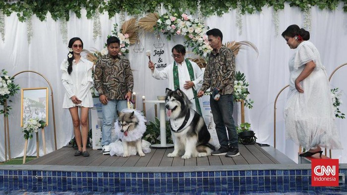 Sepasang anjing Alaskan malamute Jojo dan Luna melangsungkan pernikahan di dog park kawasan Pantai Indah Kapuk Jakarta Utara, Jumat (14/7). Kedua anjing ini dinikahkan oleh pemiliknya Valentina Chandra (pemilik Jojo) dan Indira Ratnasari (pemilik Luna) layaknya pernikahan manusia. Mengusung konsep Nusantara, kedua mempelai mengenakan busana tradisional Jawa yang didesain khusus untuk anjing.