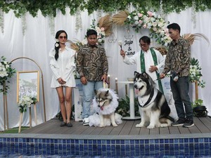 Pesta Pernikahan Anjing Dikecam, Rupanya Jadi Indikator Masalah Lebih Serius