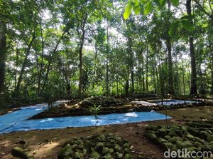 Kisah Mistis di Gunung Jaha: Macan Hitam Kerap Datangi Pencari Kayu