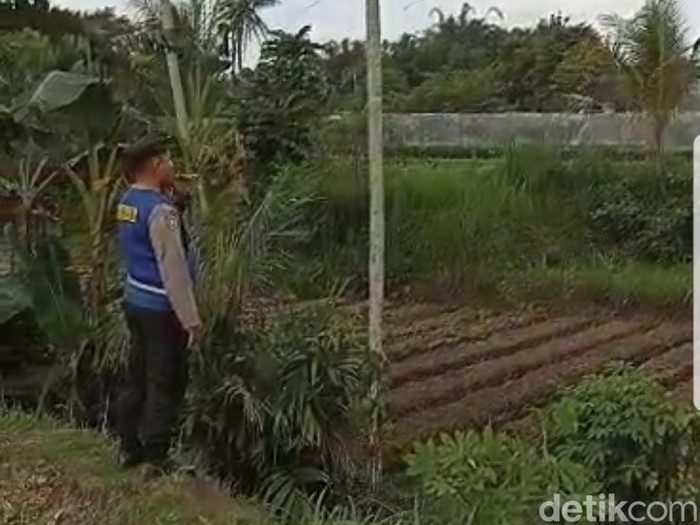warga jember digigit monyet liar mengalami luka-luka