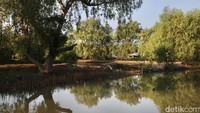 Tanaman mangrove yang ditanam untuk menghambat datangnya air laut ke rumah warga.
