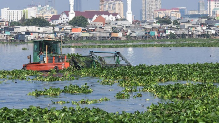 Petugas Unit Penanganan Sampah Badan Air Dinas Lingkungan Hidup DKI Jakarta membersihkan eceng gondok di Waduk Pluit, Jakarta Utara, Rabu (19/7/2023). Program 