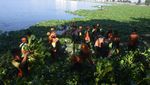 Gerebek Eceng Gondok di Waduk Pluit