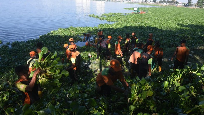 Petugas Unit Penanganan Sampah Badan Air Dinas Lingkungan Hidup DKI Jakarta membersihkan eceng gondok di Waduk Pluit, Jakarta Utara, Rabu (19/7/2023). Program 